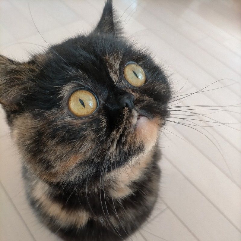 catmama