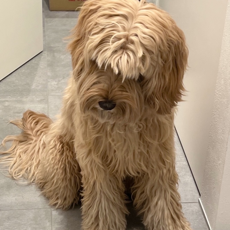 マド