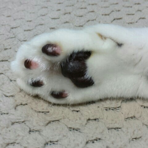 上野みゆき