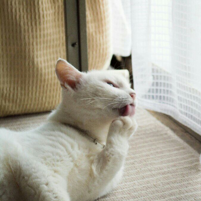 オオサワ　チエリ