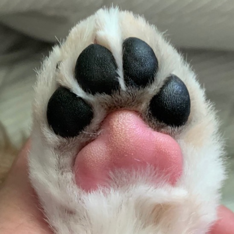 鍛　信子