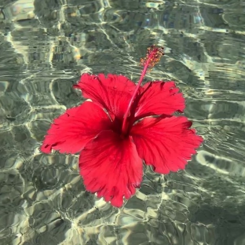 青木 美海音