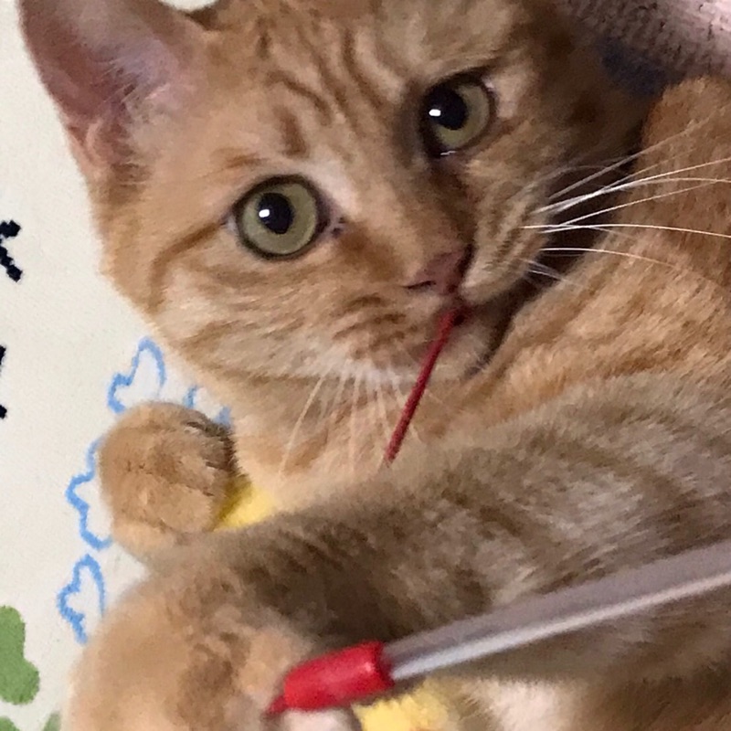 みかん