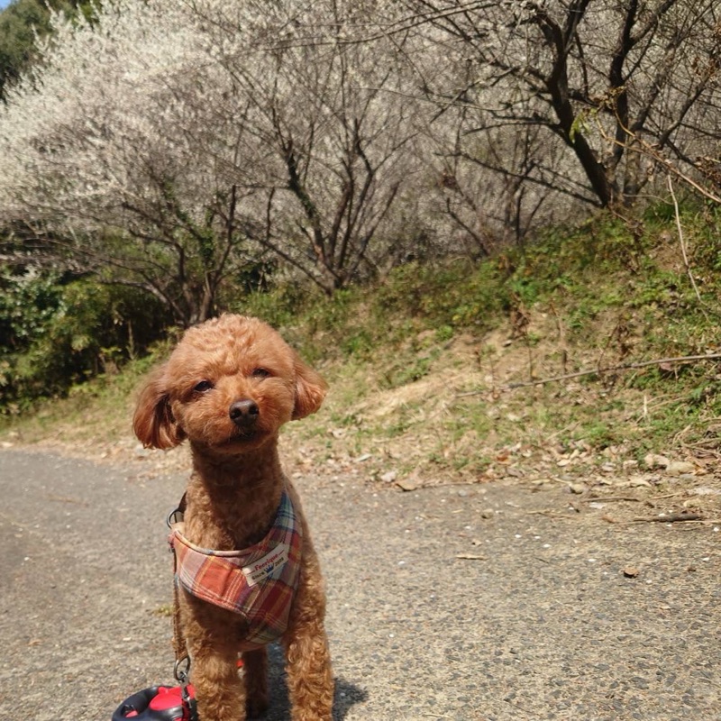 さや