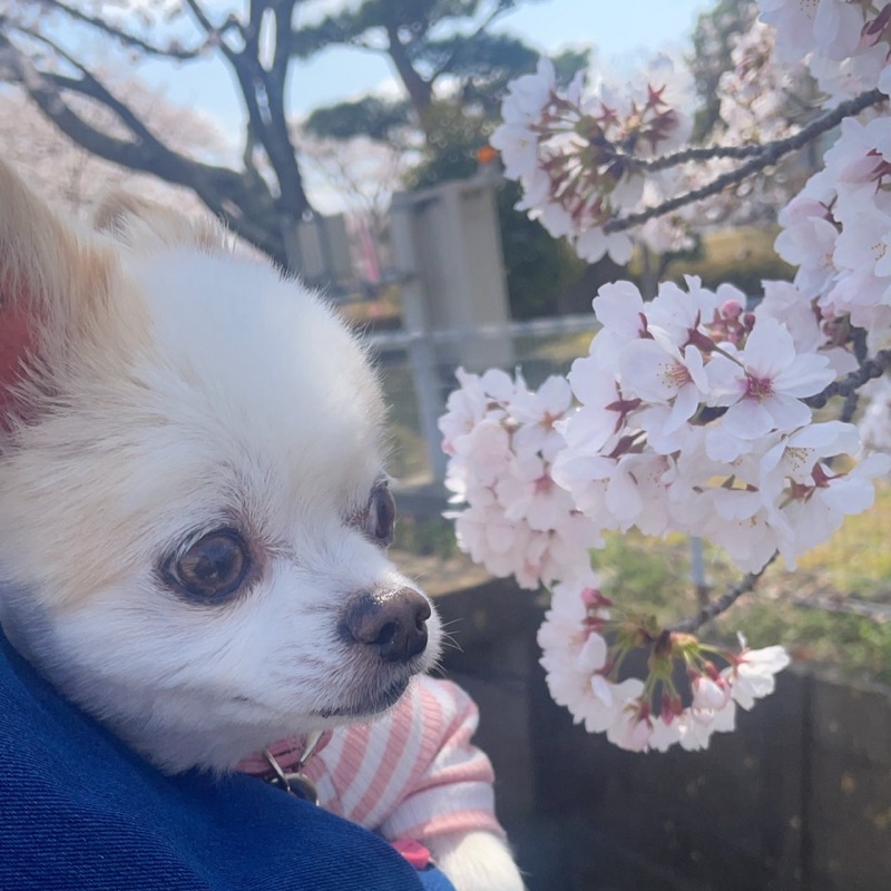 冨澤さおり