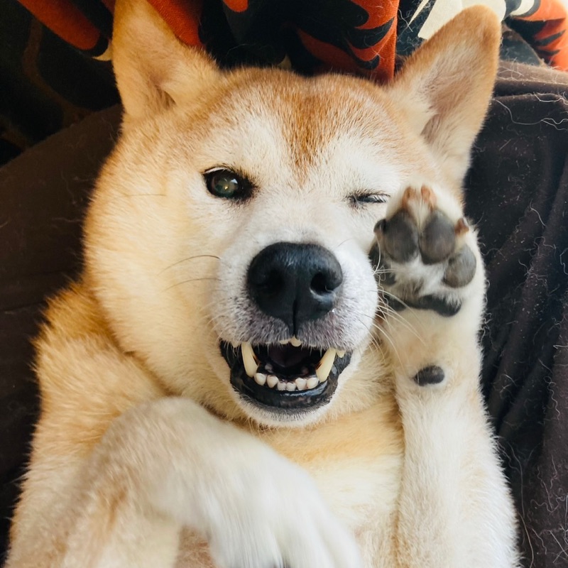 にこたん