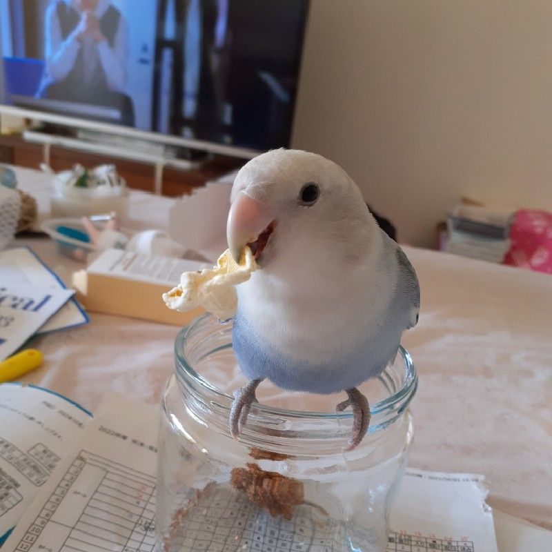 園崎　活子