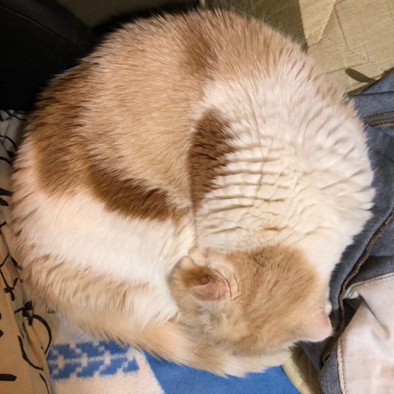 ネ子
