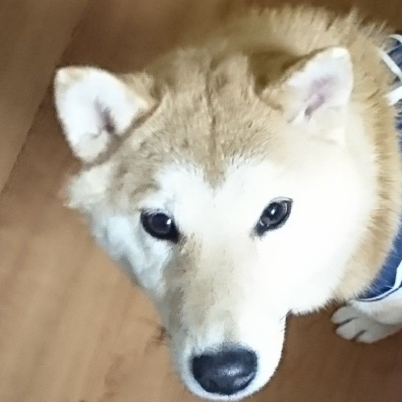 つつみ