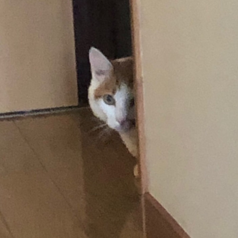 hisachan