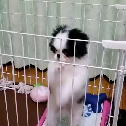 ガヤ