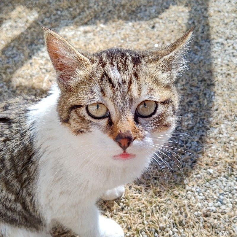 木原