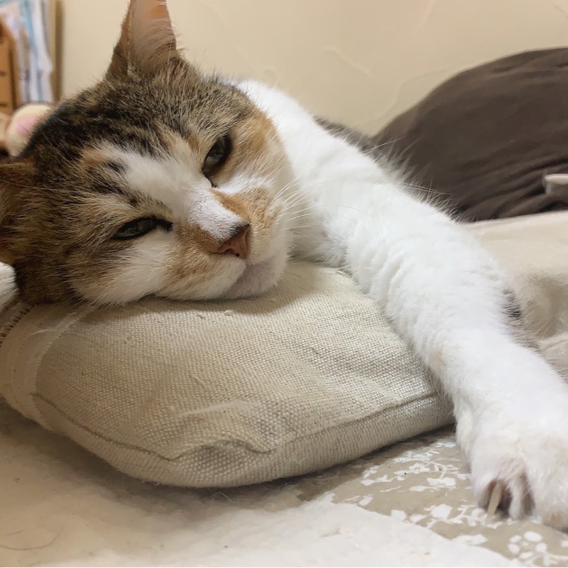 かねこゆいと