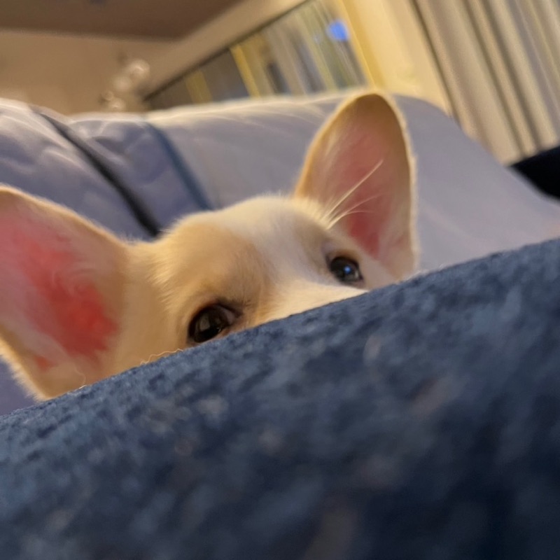 れいな