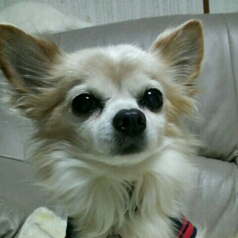 足立晴美