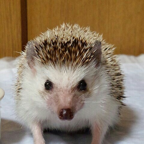 リーメイ