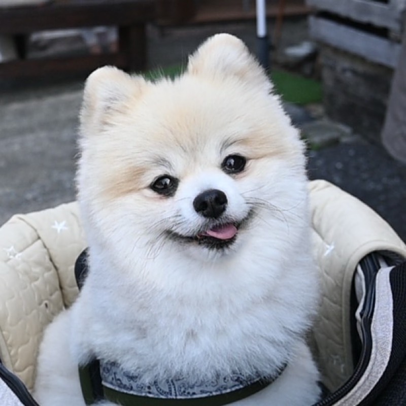 りんか