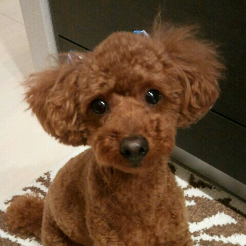 kumi