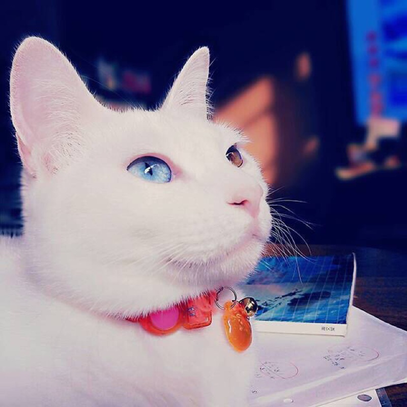 山﨑 智弥