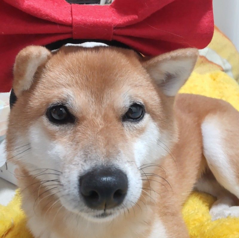 波多野 太江子
