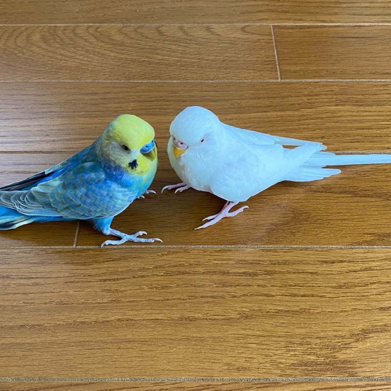 ひまわり