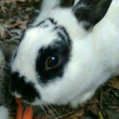 あおい