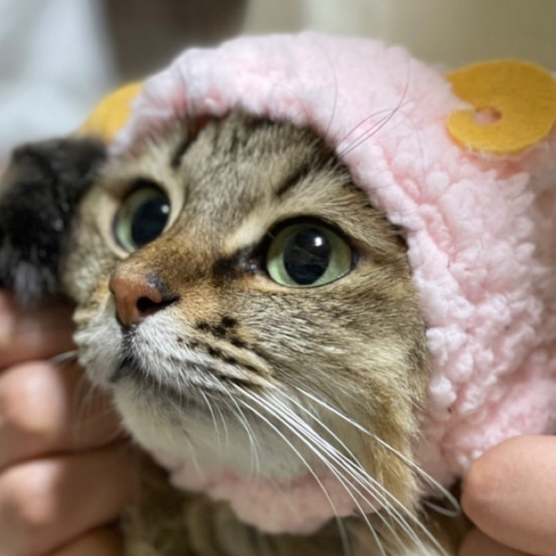 白戸　結衣