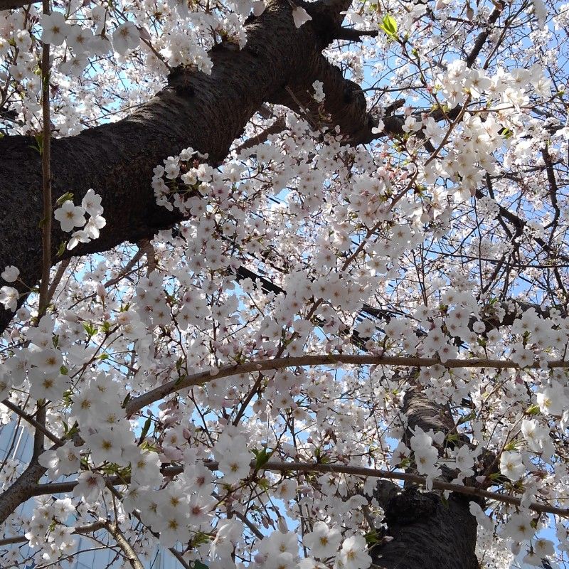 美桜