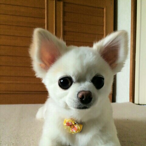 中村記子