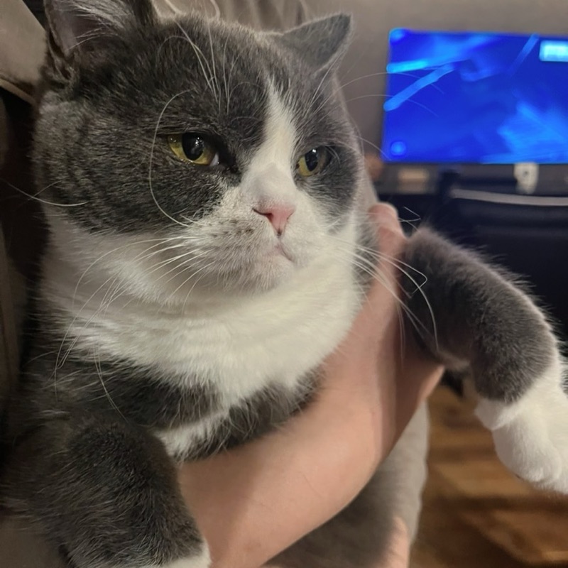ねこ主