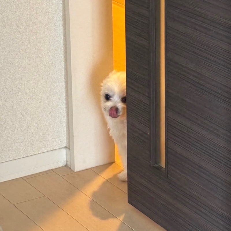 光が死んだ夏