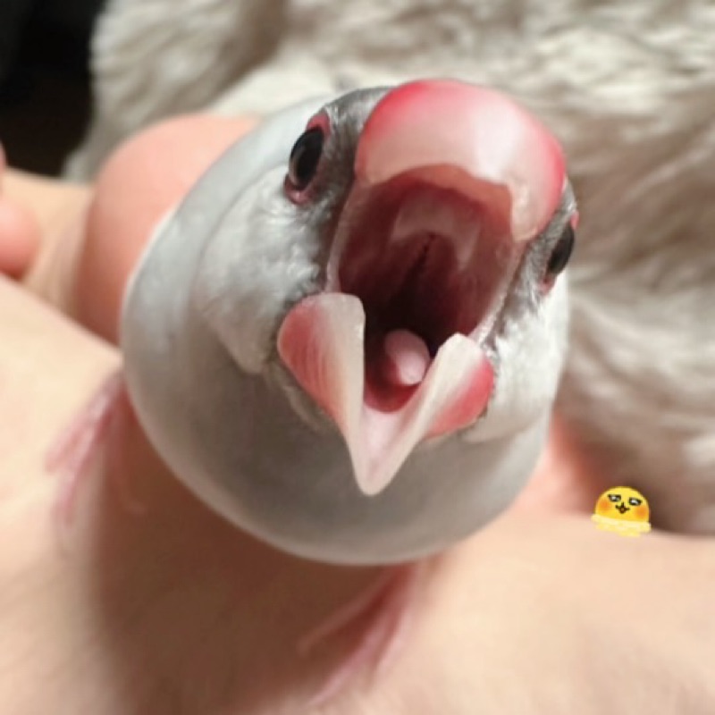 ぽなし