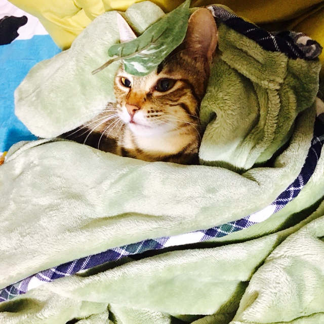 劉悦