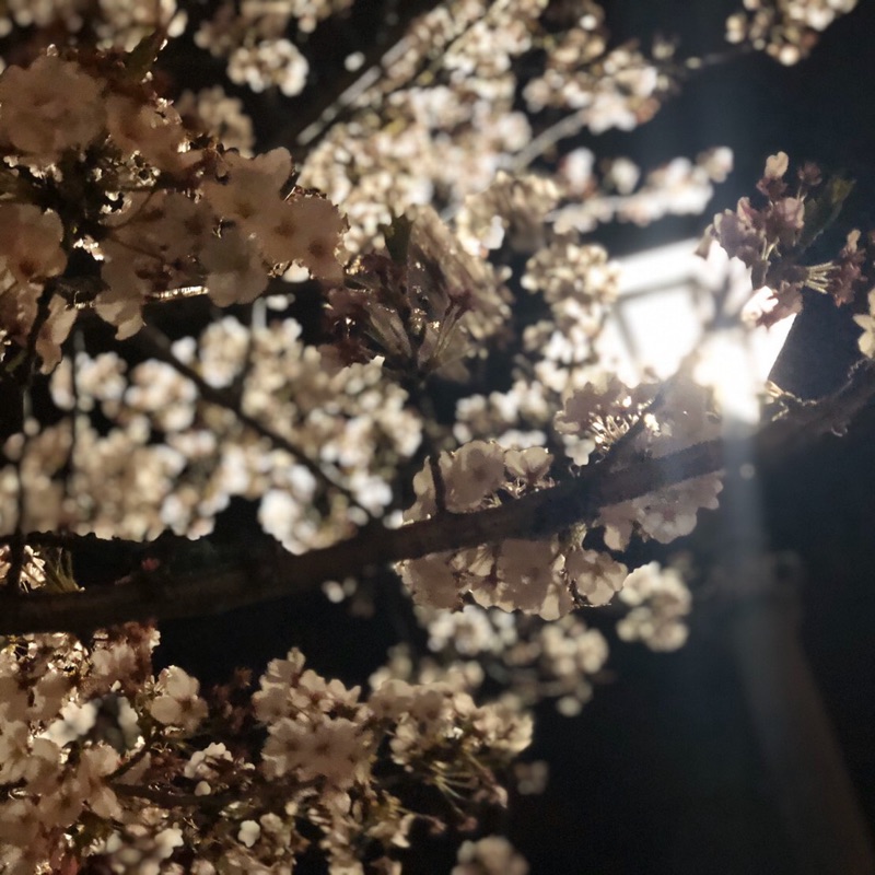 tomokon