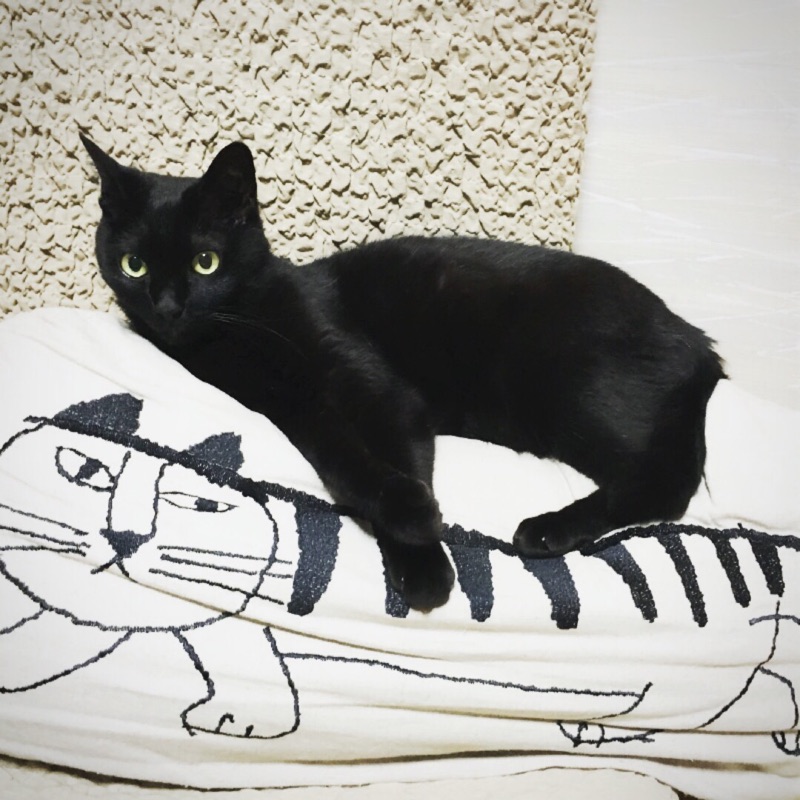 しんじけーこ