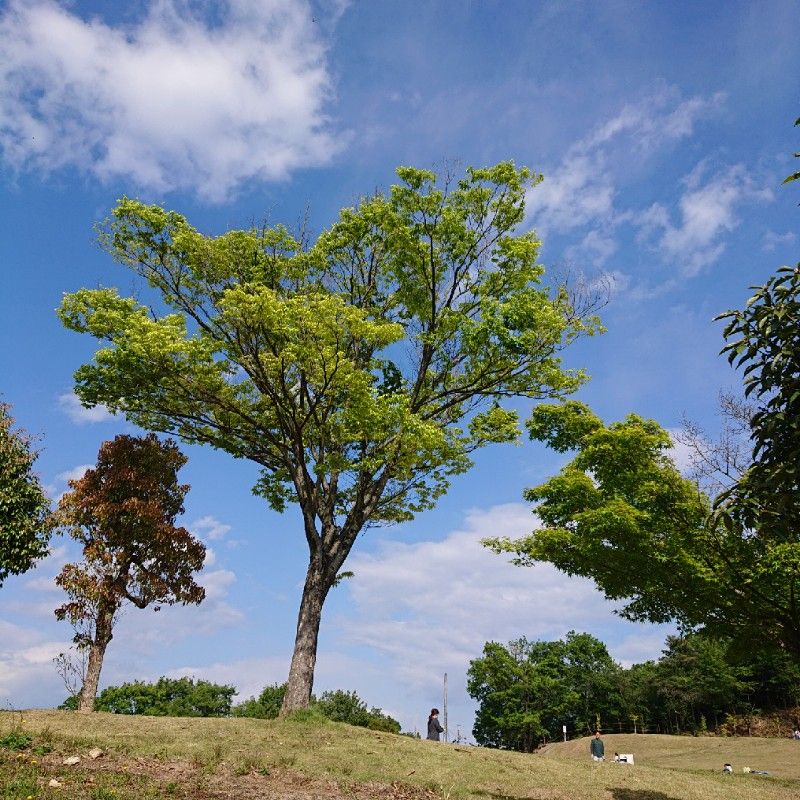 竹地 亜由美