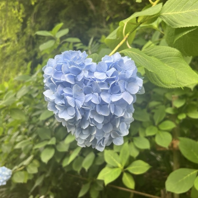 はる