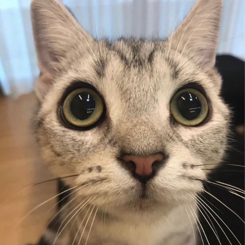 𝐡𝐢𝐫𝐨𝐦𝐢