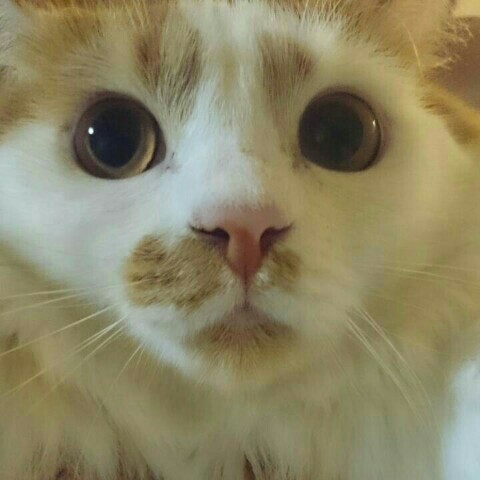 Nicky