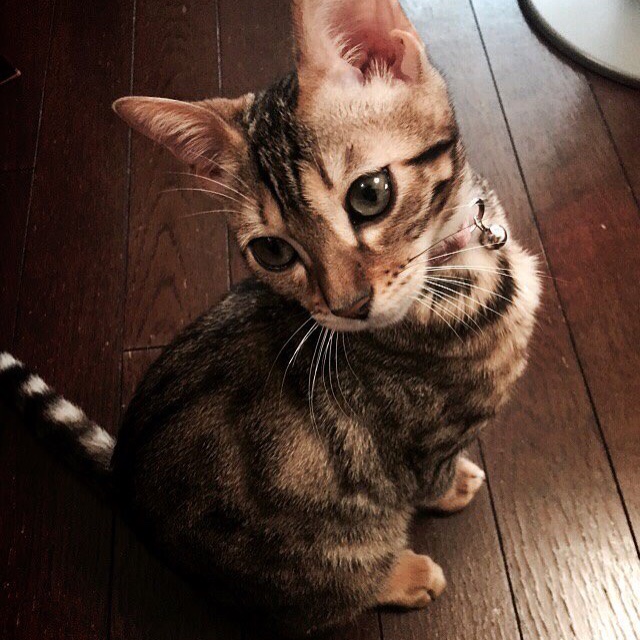 坂手貴子