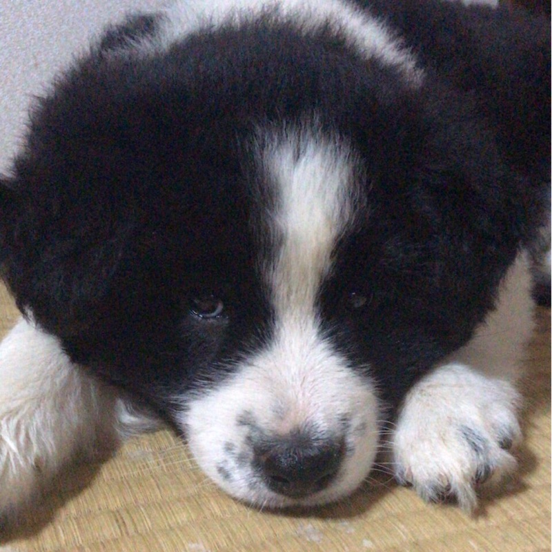 緒方とし子