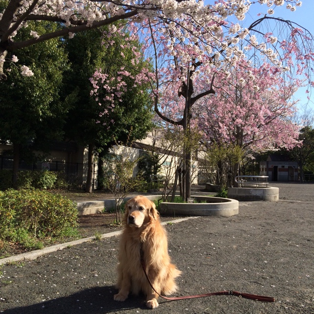 加藤　香代子
