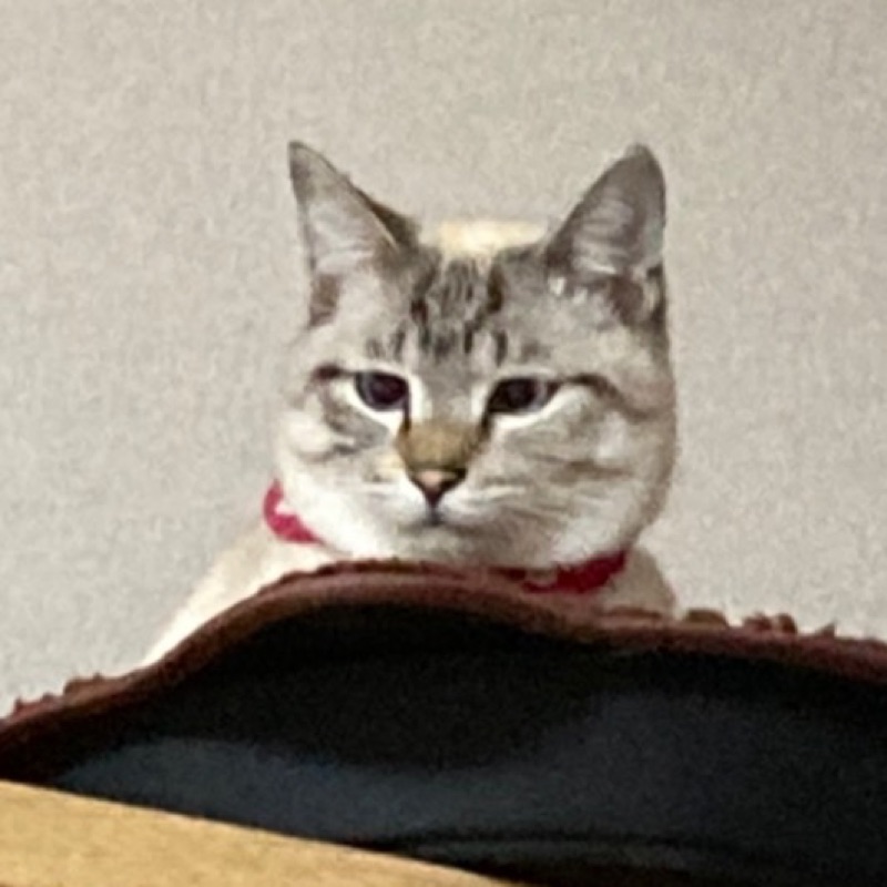 上堀内　智子