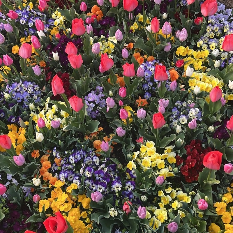 🌼