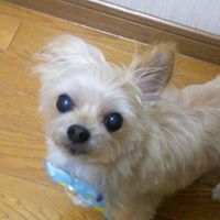 小嶋亮子