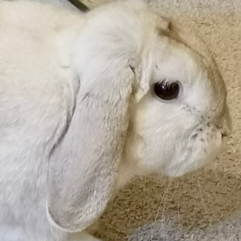 はるちゃん