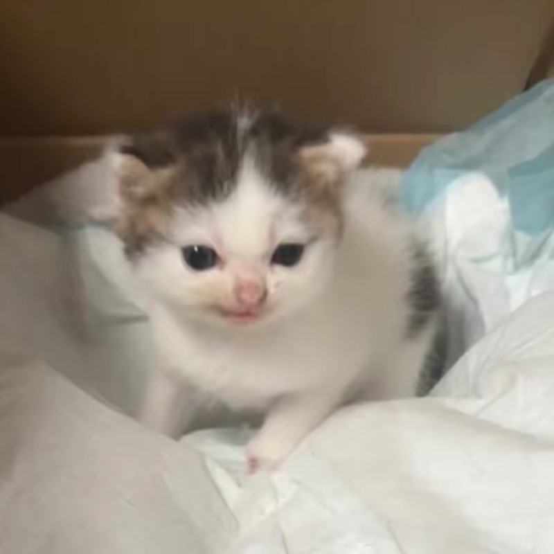 れいな
