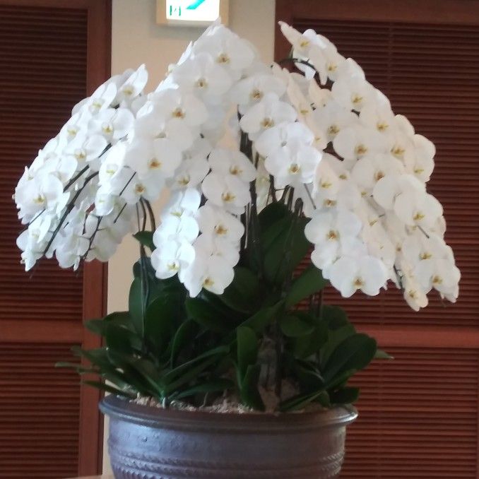 粟國　さおり