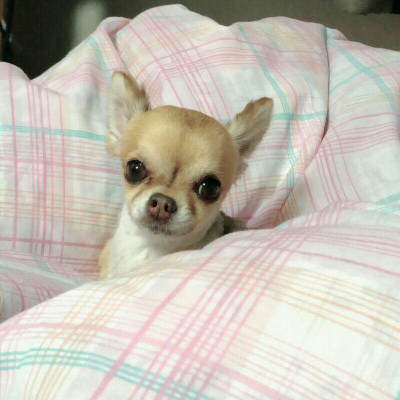 ぢとうぞのせつこ