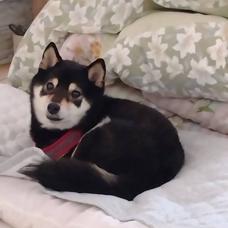 辻堂淑子